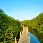 Mangrove Walkway